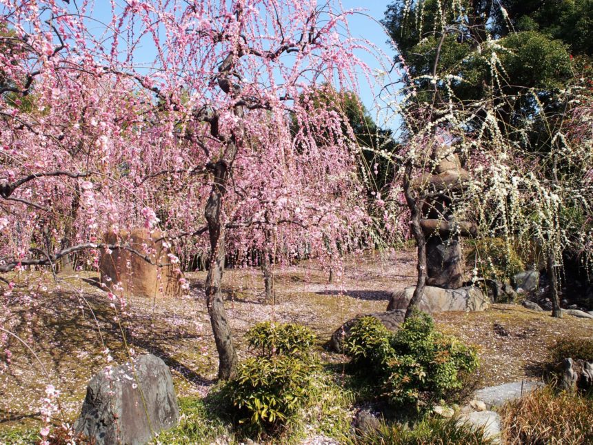 城南宮のしだれ梅と椿まつりで春を満喫 女性限定の花守りや名物椿餅 京都ご利益 Com