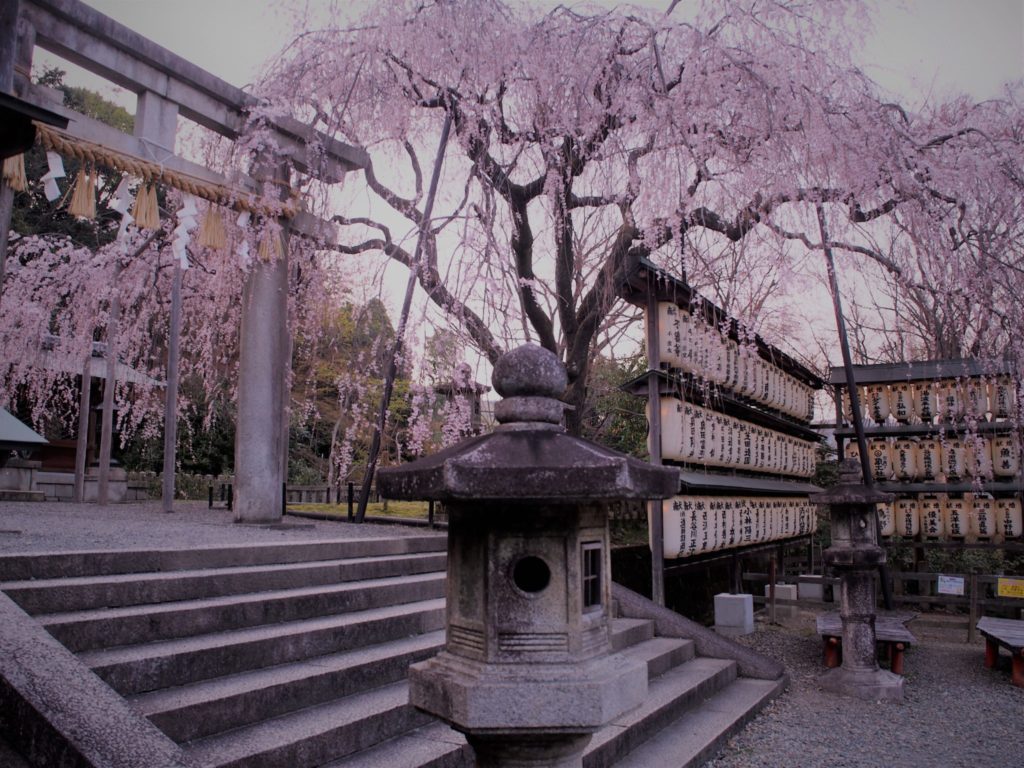 大石桜