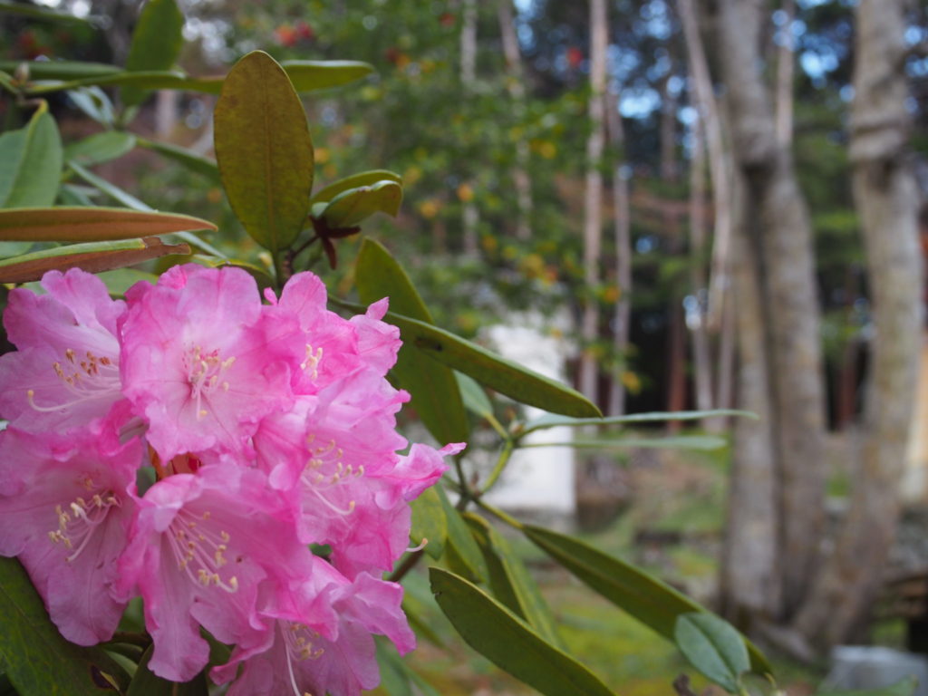 大原野神社の境内のお花