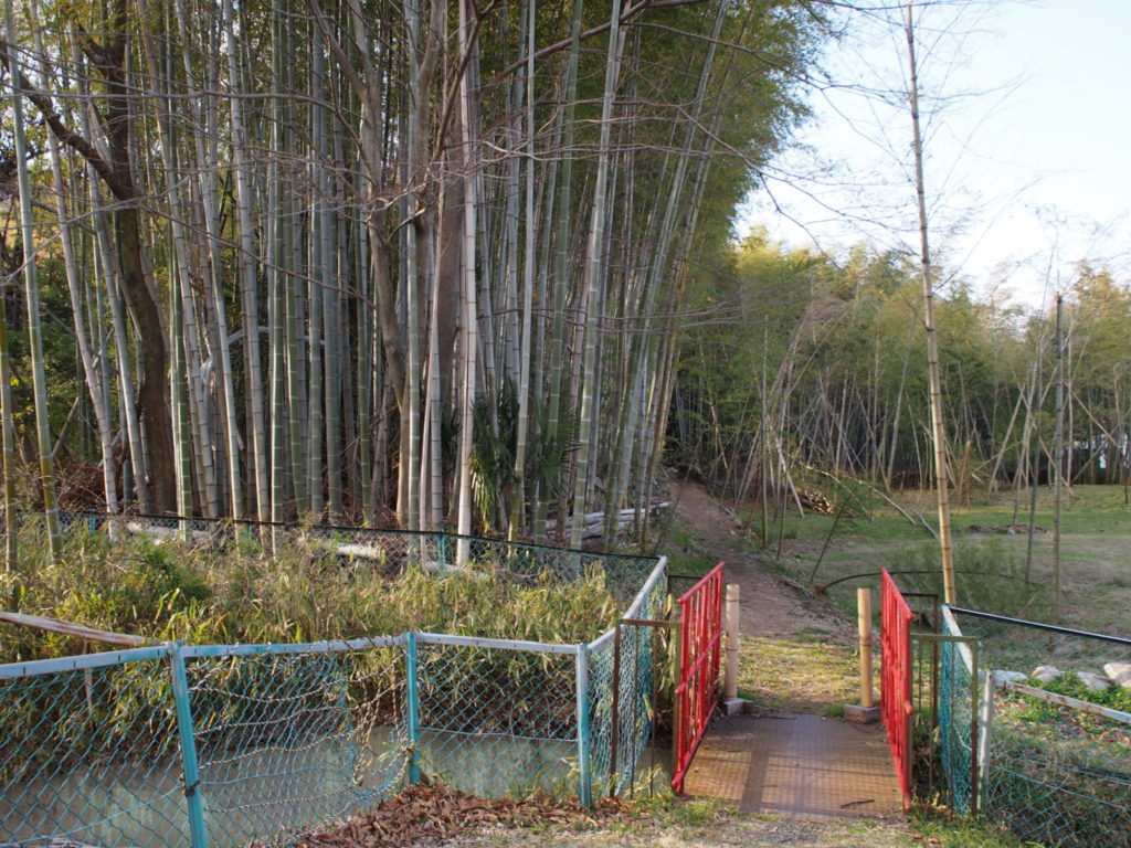 竹林に続く道