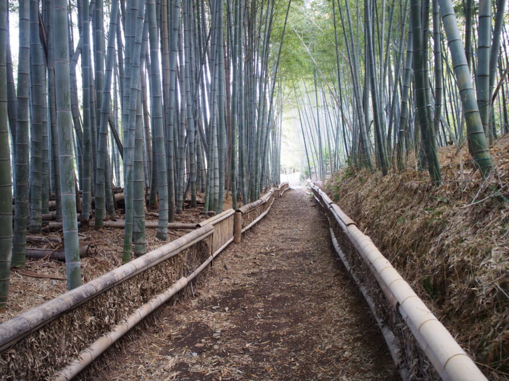 大原野神社の竹の道