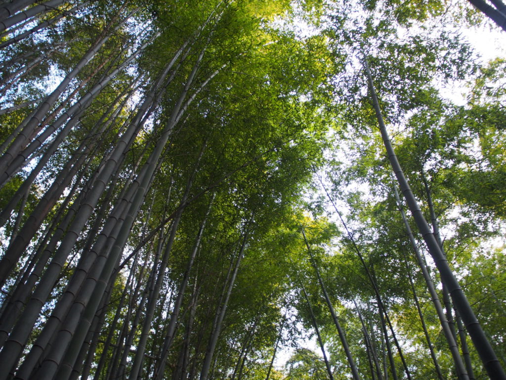 竹林