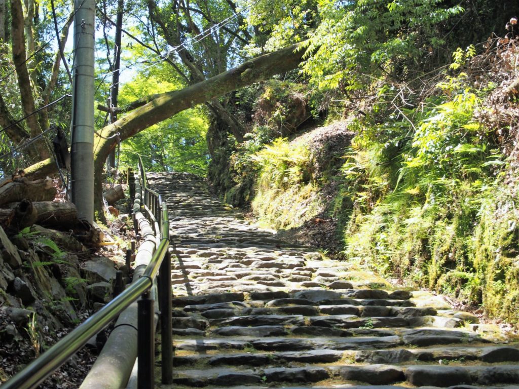 階段途中の倒れた木