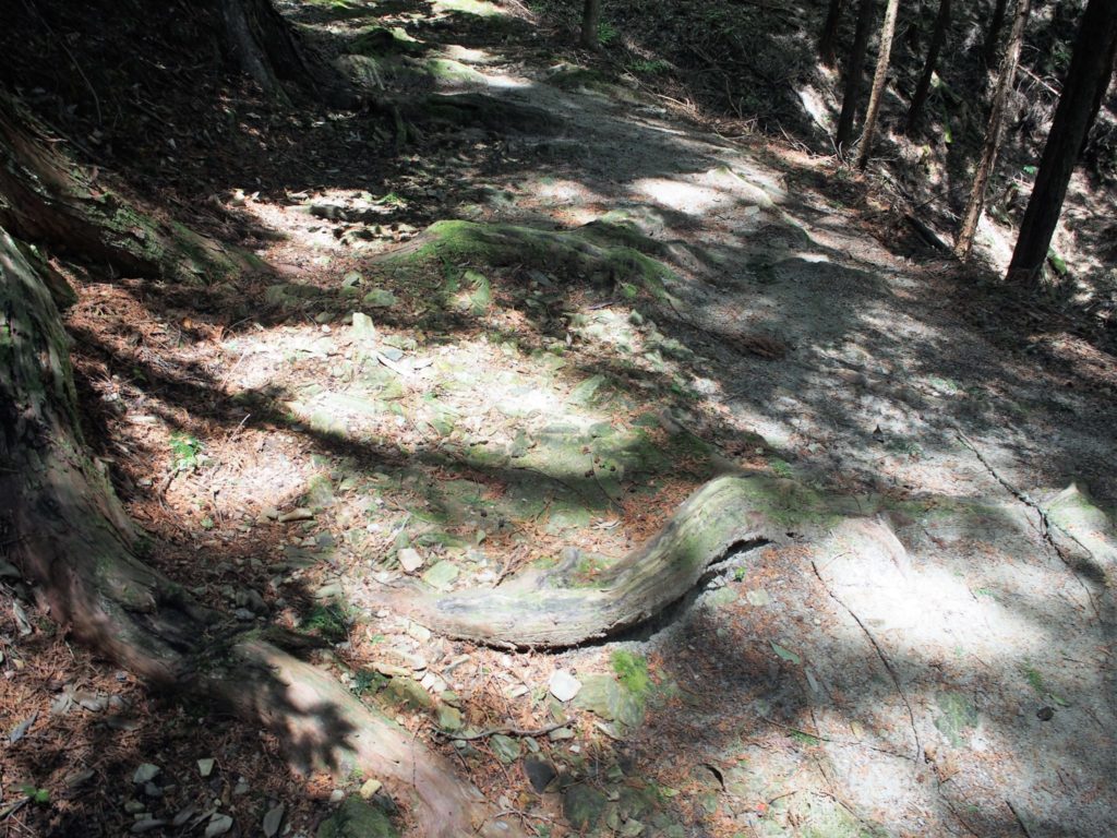 和気清麻呂公のお墓に続く木の根道