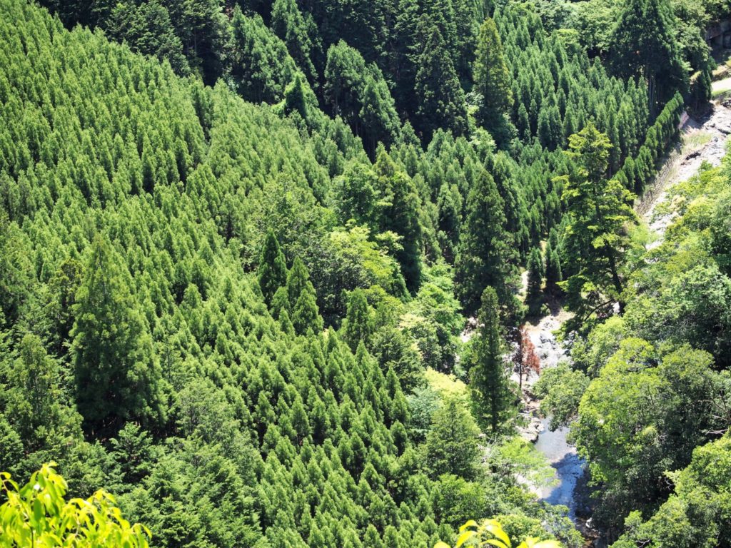 高雄名勝 錦雲渓
