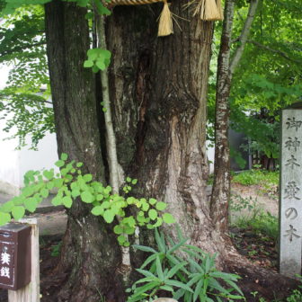 ご神木「愛の木」