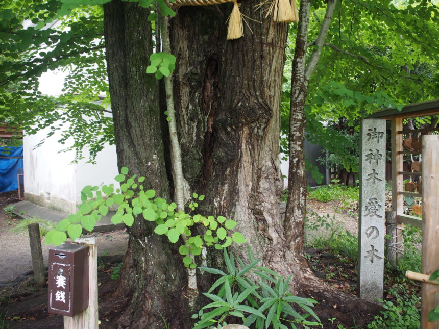 ご神木「愛の木」