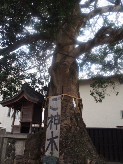 ご神木「クロガネモチ」