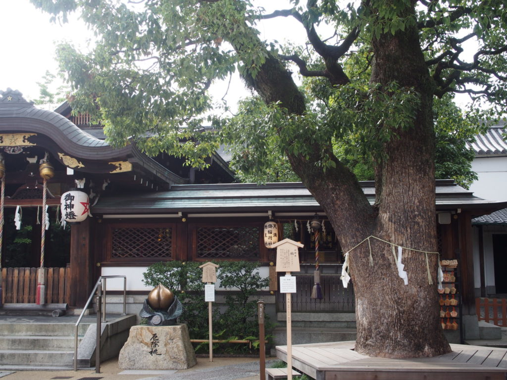 晴明神社のご神木、樹齢推定300年の楠の木