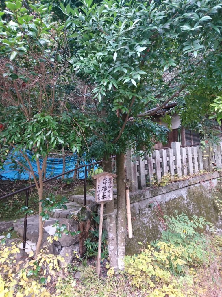 夫婦梛(なぎ)の木