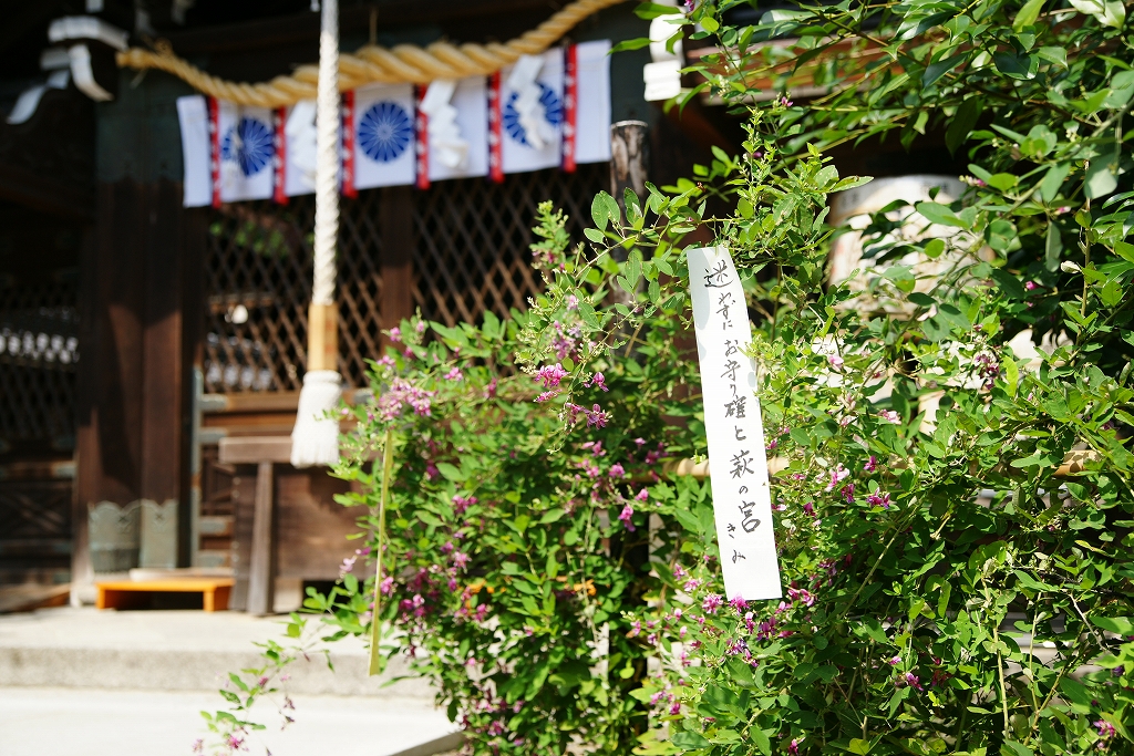 梨木神社の境内に咲き乱れる萩の花