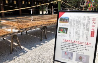 「大福梅」の土用干し